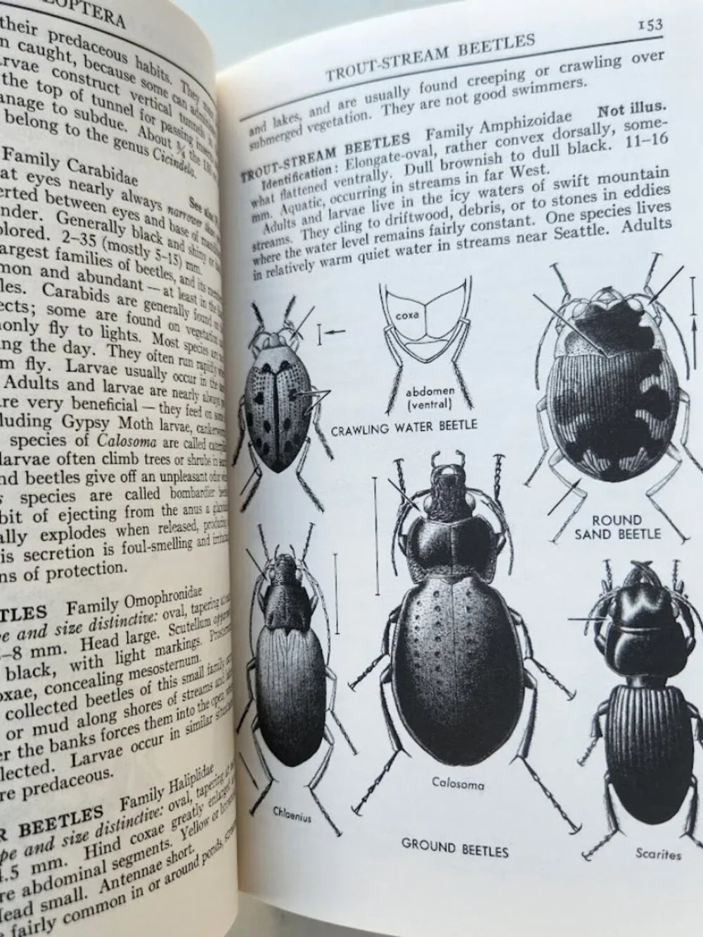 Peterson Field Guide Insects of America North of Mexico Vintage Book Entomology